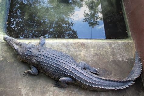 As humans close in on their habitat, crocodiles in the .